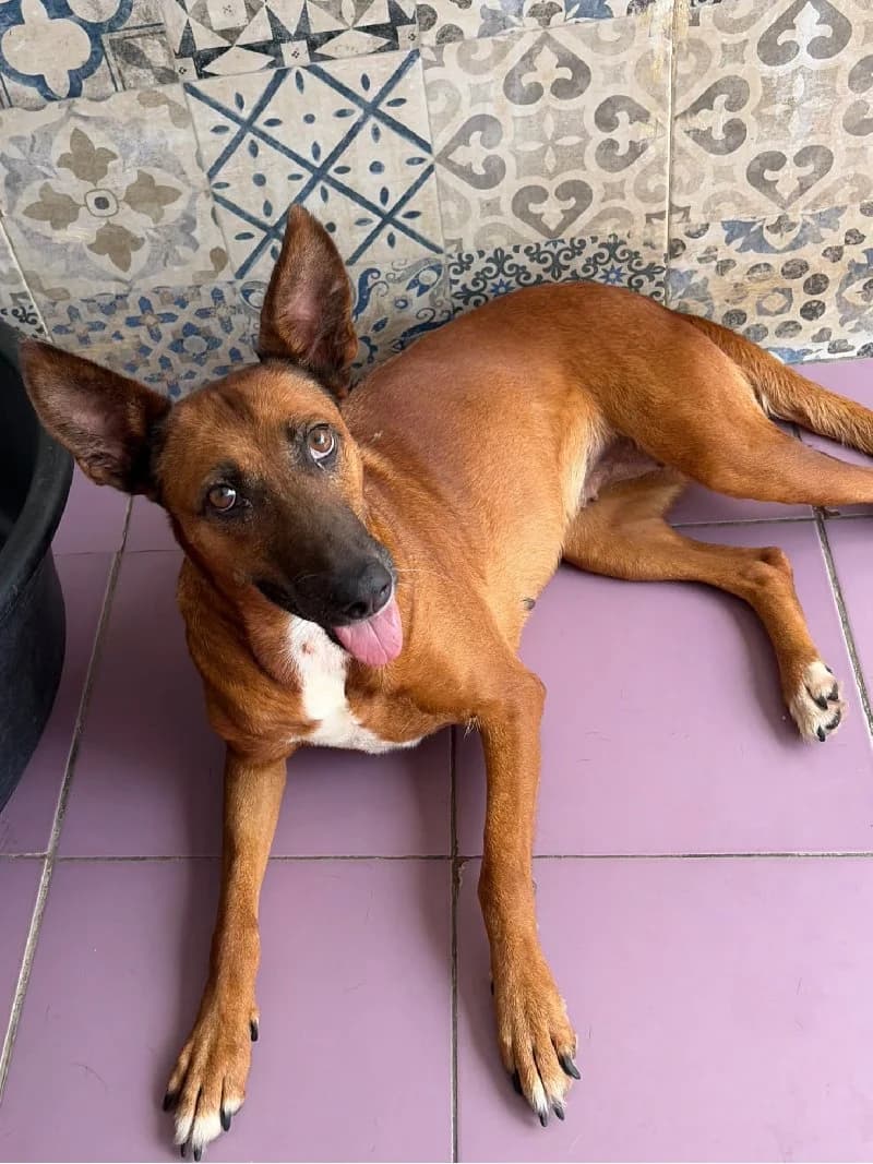 Hazel, female young Podenco for adoption at ACE / SHIN (Animal Care Espana)