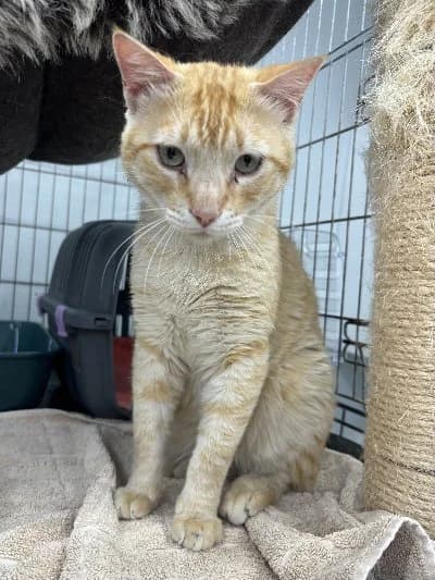 Pros, male 4yo European Shorthair for adoption at ACE / SHIN (Animal Care Espana)