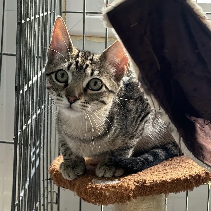 Caviar, male puppy European Shorthair for adoption at ACE / SHIN (Animal Care Espana)