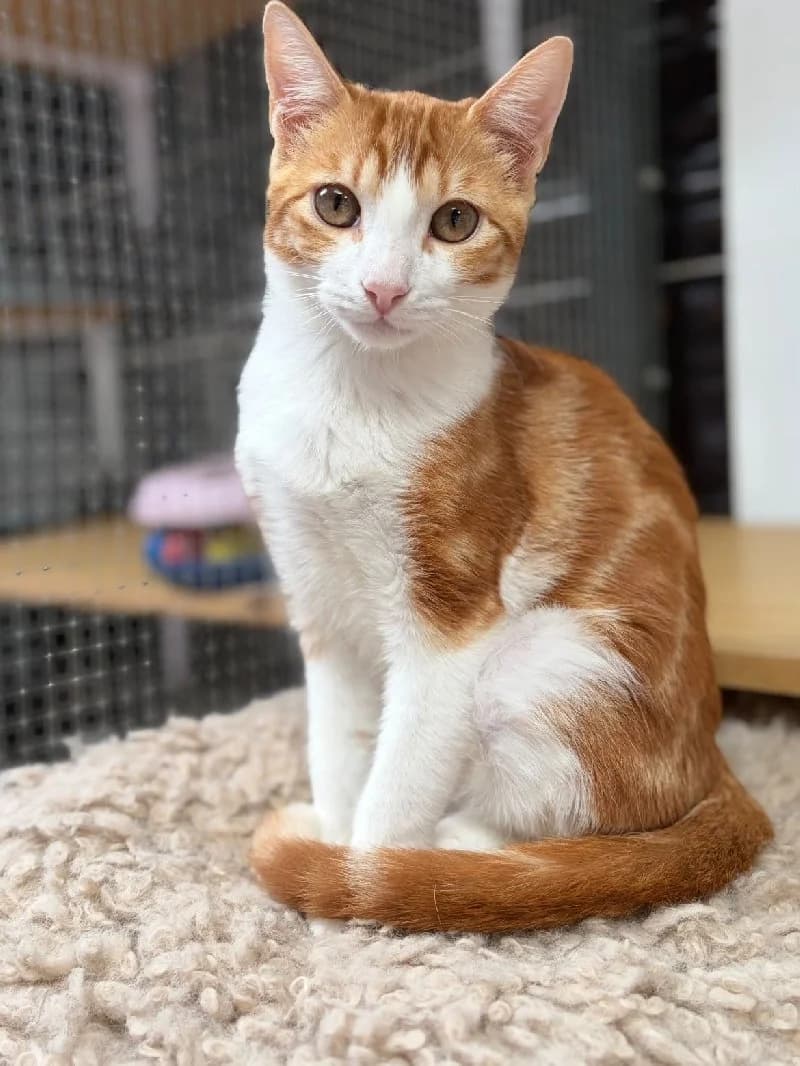 Cornflakes, male puppy European Shorthair for adoption at ACE / SHIN (Animal Care Espana)