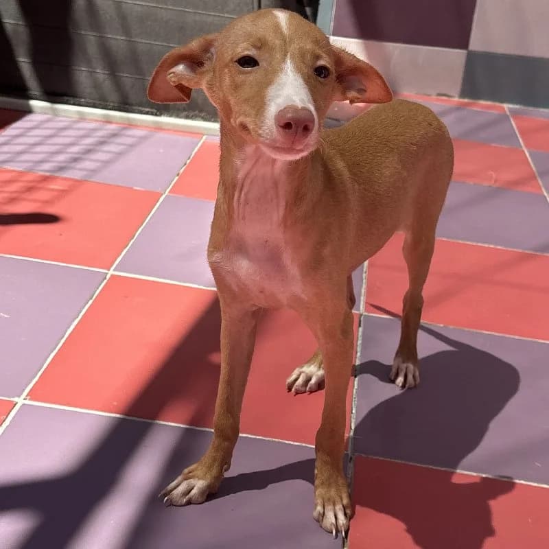 Louan, female puppy Podenco for adoption at ACE / SHIN (Animal Care Espana)