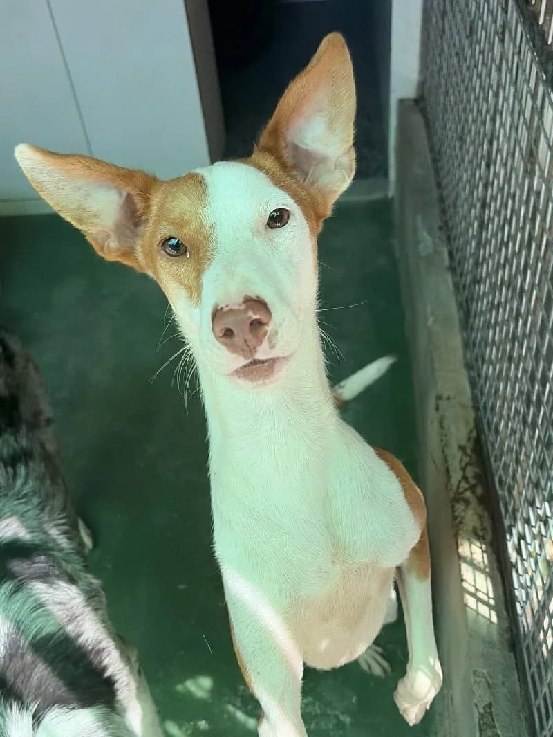 Da Silva, male young Podenco for adoption at ACE / SHIN (Animal Care Espana)