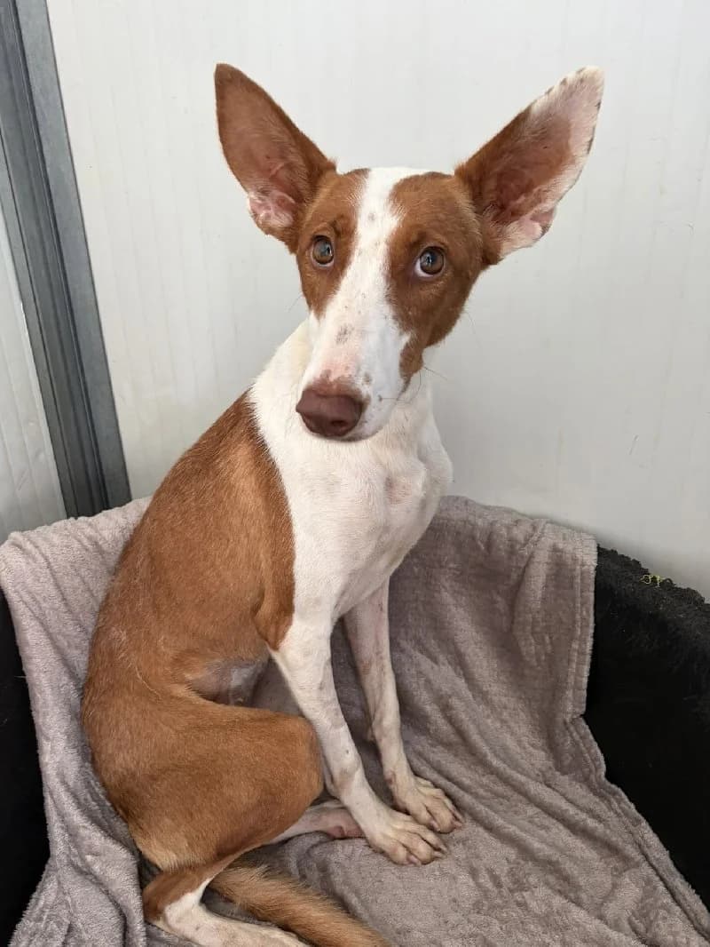 Mulan, female young Podenco for adoption at ACE / SHIN (Animal Care Espana)
