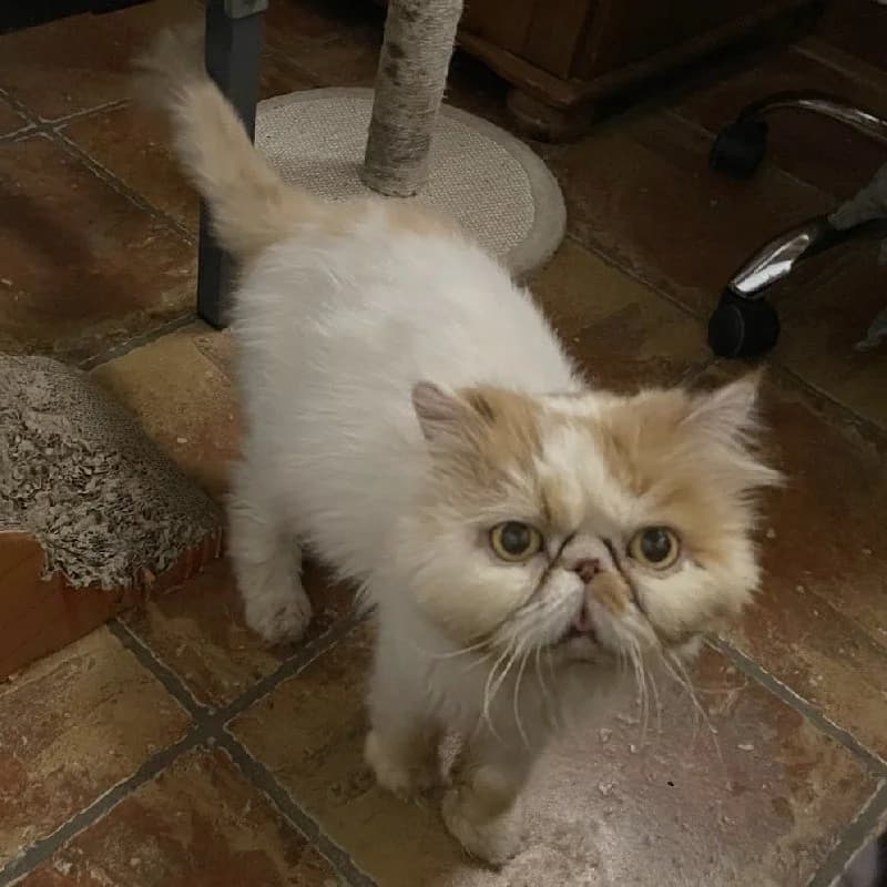 Romeo, male senior Persian for adoption at ACE / SHIN (Animal Care Espana)