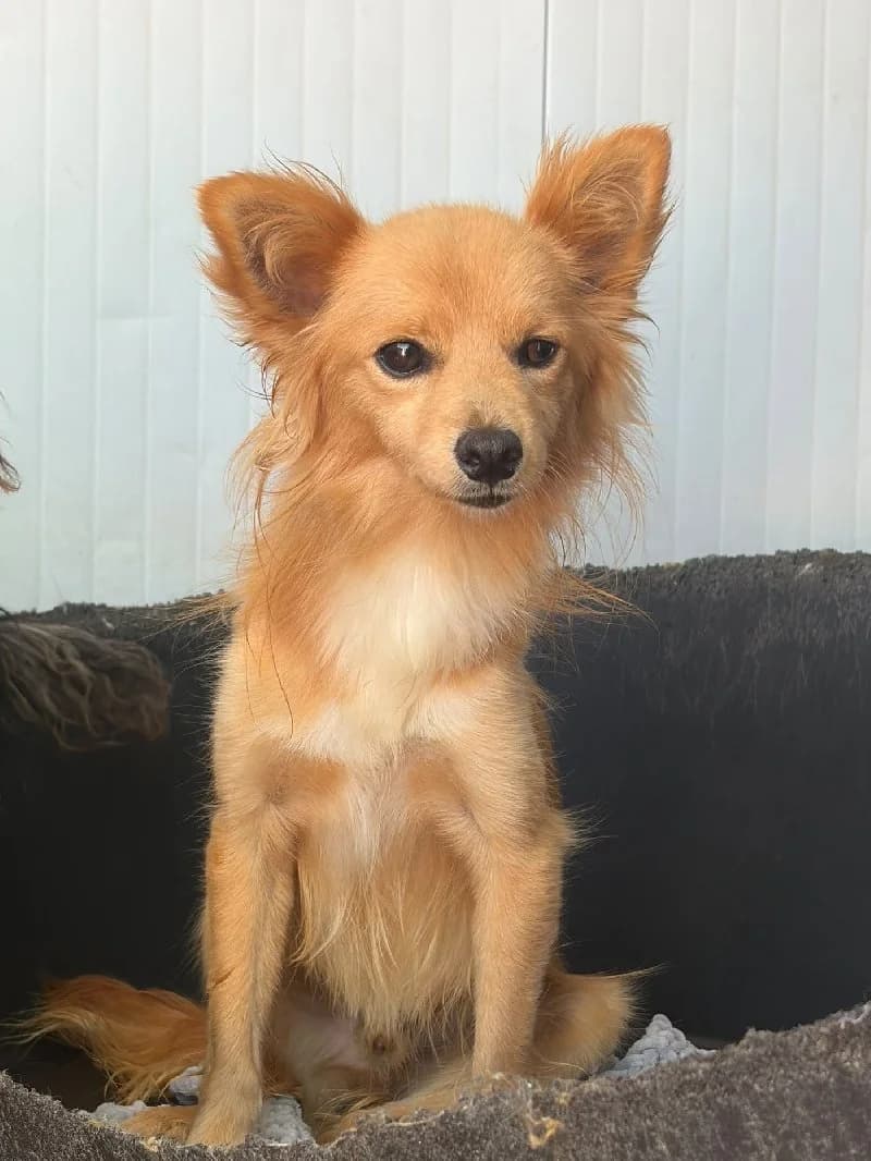 Babbel, male young Pomeranian for adoption at ACE / SHIN (Animal Care Espana)