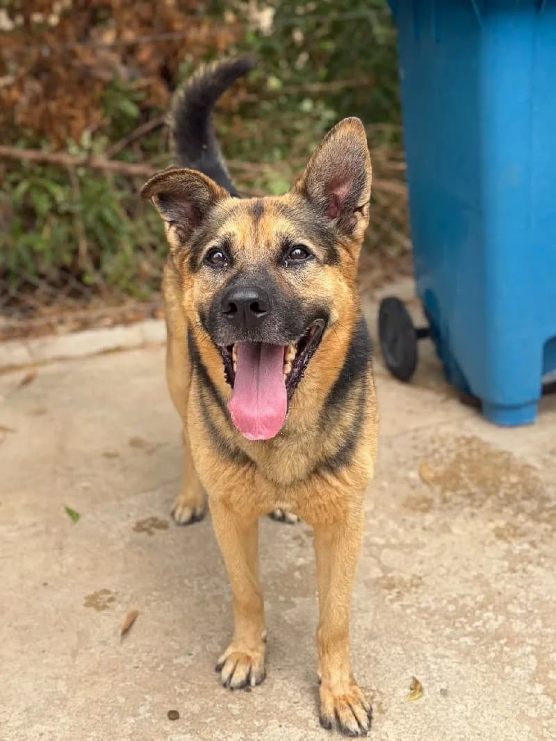 Gokus, male 5yo German Shepherd for adoption at ACE / SHIN (Animal Care Espana)
