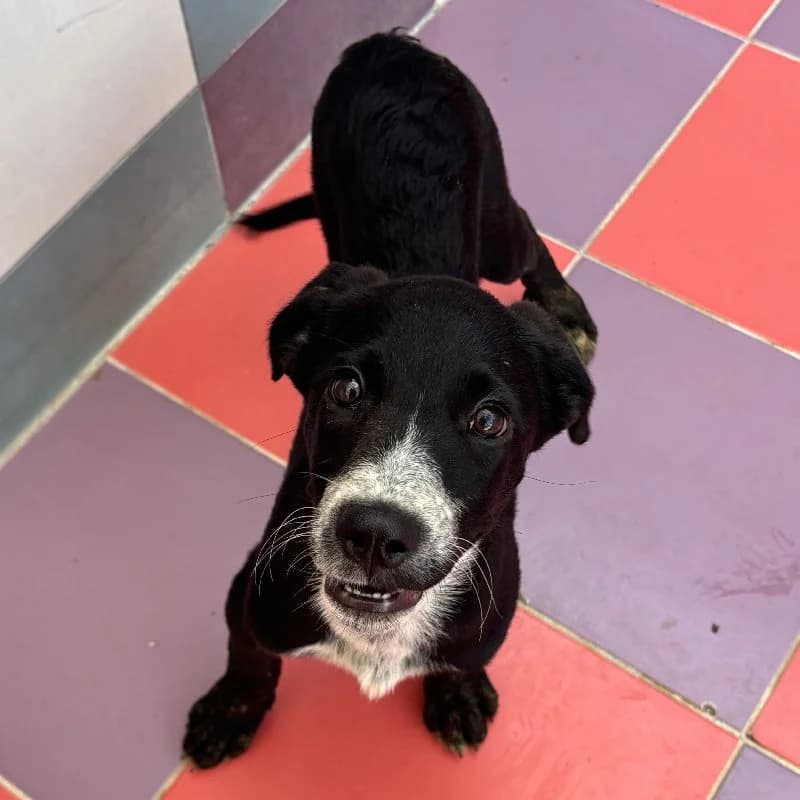 Manisha, female puppy mixed breed for adoption at ACE / SHIN (Animal Care Espana)