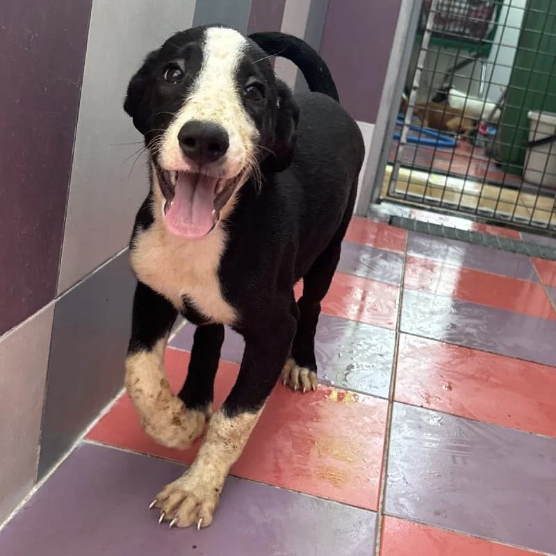 Maudi, female puppy mixed breed for adoption at ACE / SHIN (Animal Care Espana)
