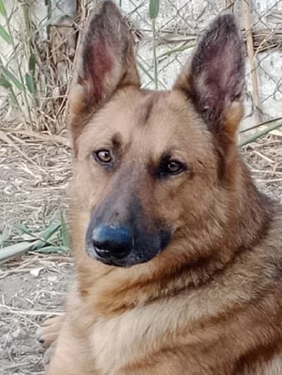 Wey, male 5yo German Shepherd for adoption at ACE / SHIN (Animal Care Espana)