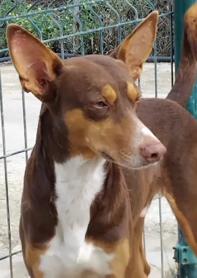 Chocoloco, male young Podenco for adoption at ACE / SHIN (Animal Care Espana)