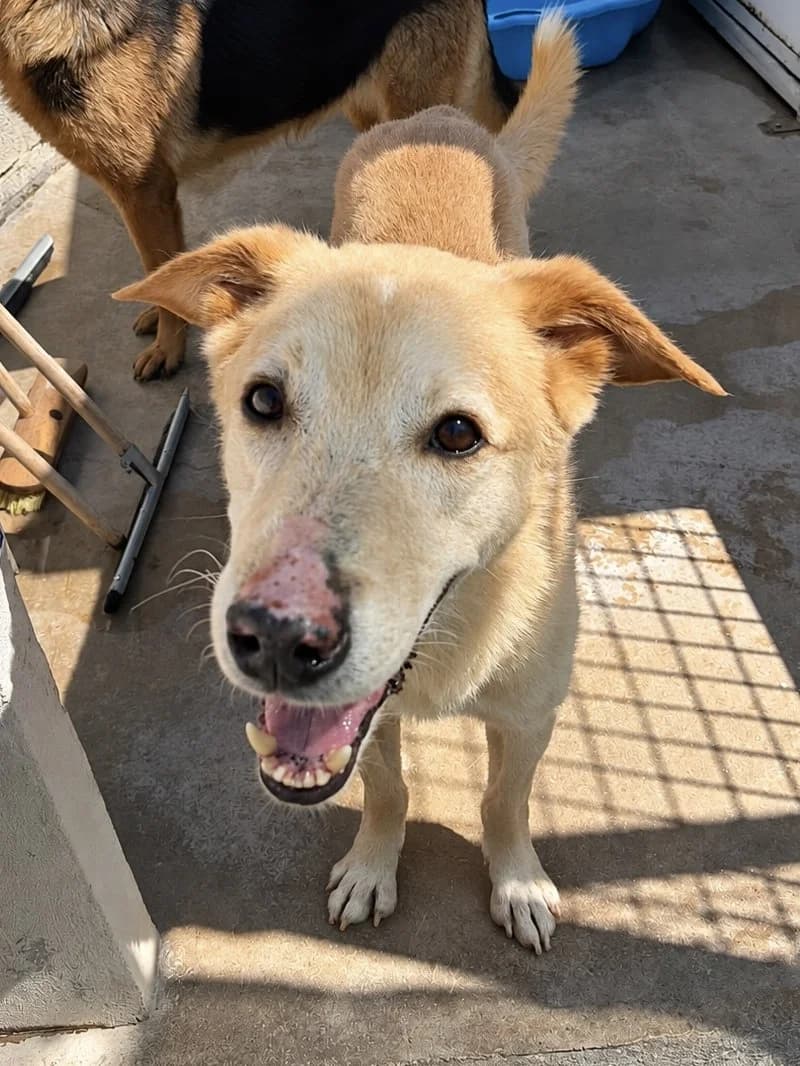 Jorden, male 6yo mixed breed for adoption at ACE / SHIN (Animal Care Espana)