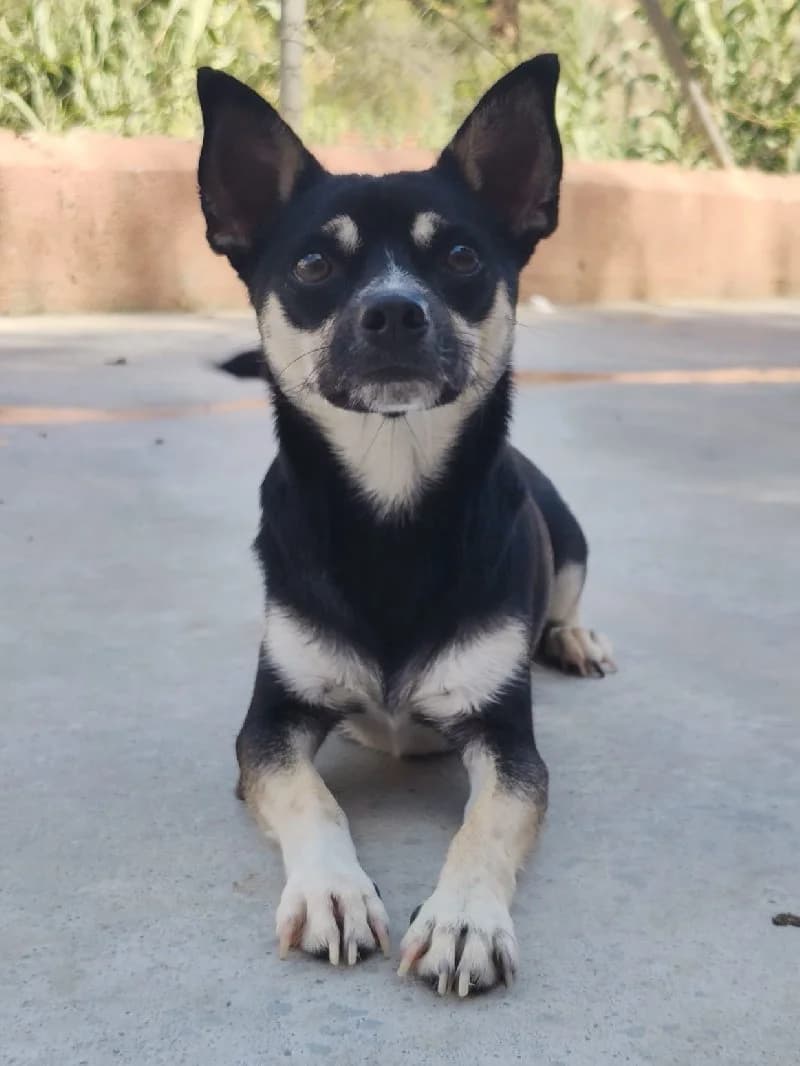 Tortilla, male young Chihuahua for adoption at ACE / SHIN (Animal Care Espana)