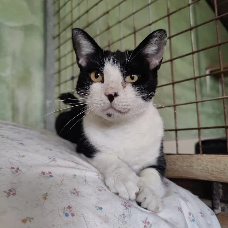 Mimosa, female young European Shorthair for adoption at ACE / SHIN (Animal Care Espana)