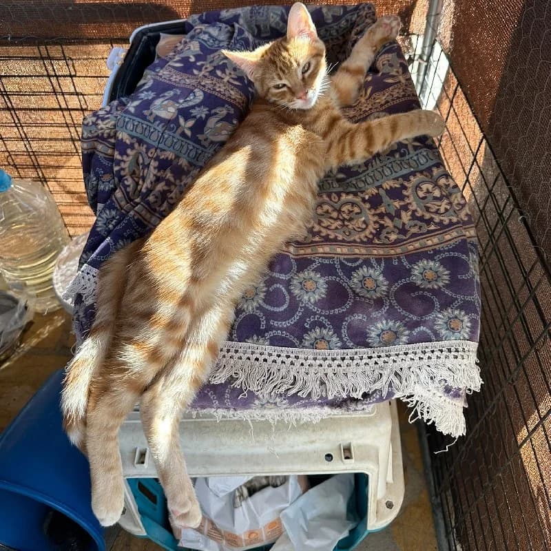 Treincu, male puppy European Shorthair for adoption at ACE / SHIN (Animal Care Espana)