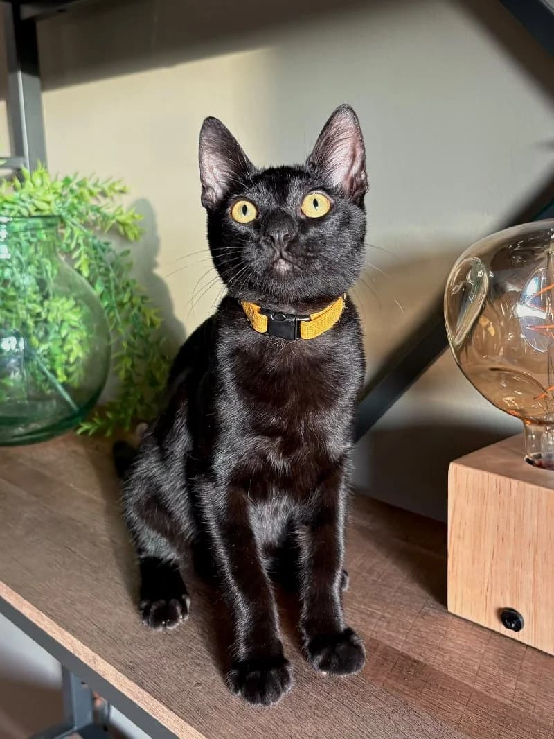 Snoop Dog, male puppy European Shorthair for adoption at ACE / SHIN (Animal Care Espana)