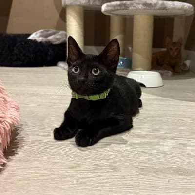 Slim Shady, male puppy European Shorthair for adoption at ACE / SHIN (Animal Care Espana)