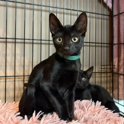 Shakira, female puppy European Shorthair for adoption at ACE / SHIN (Animal Care Espana)