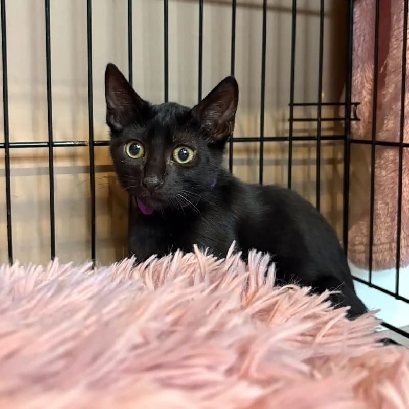 Kayne West, male puppy European Shorthair for adoption at ACE / SHIN (Animal Care Espana)