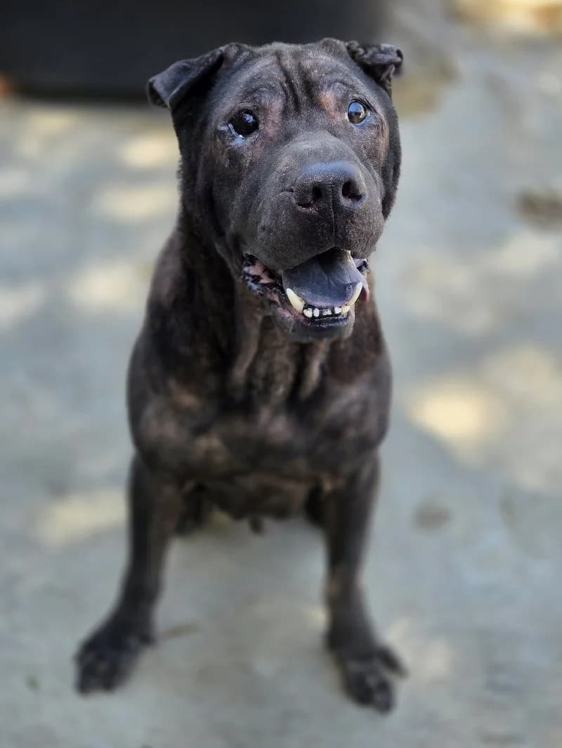 Hagrid, male 7yo Shar Pei for adoption at ACE / SHIN (Animal Care Espana)