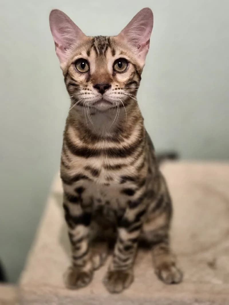 Danakil, male puppy Bengal for adoption at ACE / SHIN (Animal Care Espana)