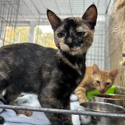 Ronda, female puppy European Shorthair for adoption at ACE / SHIN (Animal Care Espana)