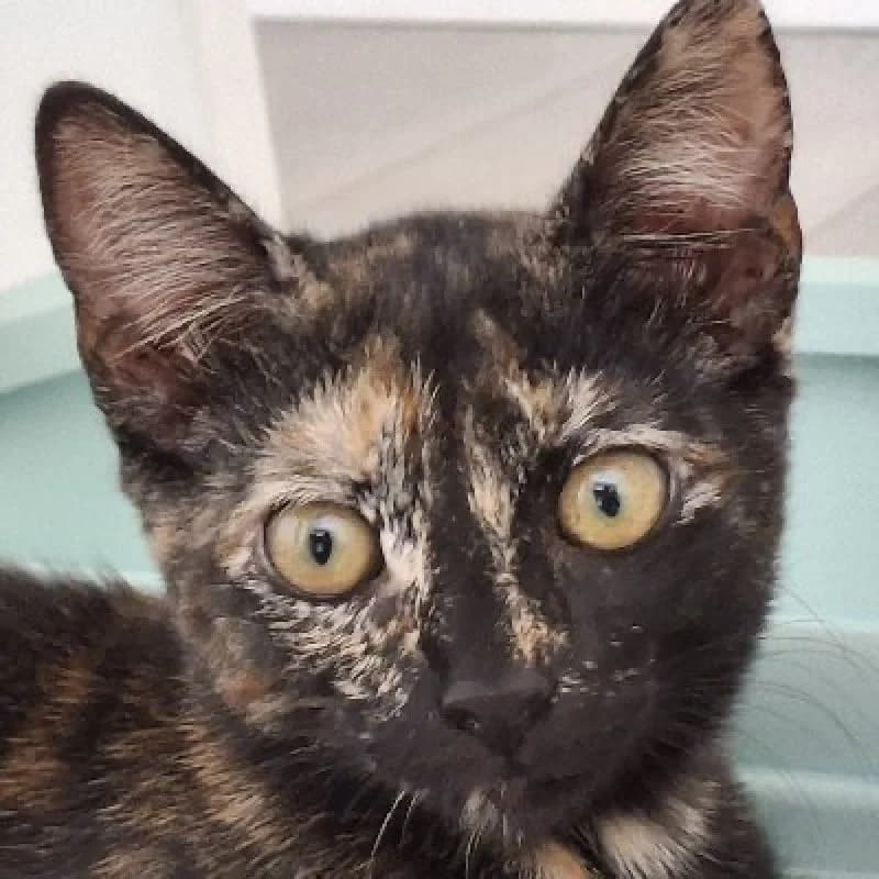 Lucía, female puppy European Shorthair for adoption at ACE / SHIN (Animal Care Espana)