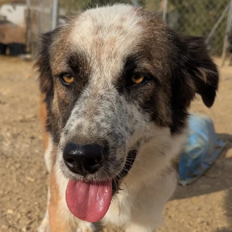 Stella, female young Spanish Mastiff for adoption at ACE / SHIN (Animal Care Espana)