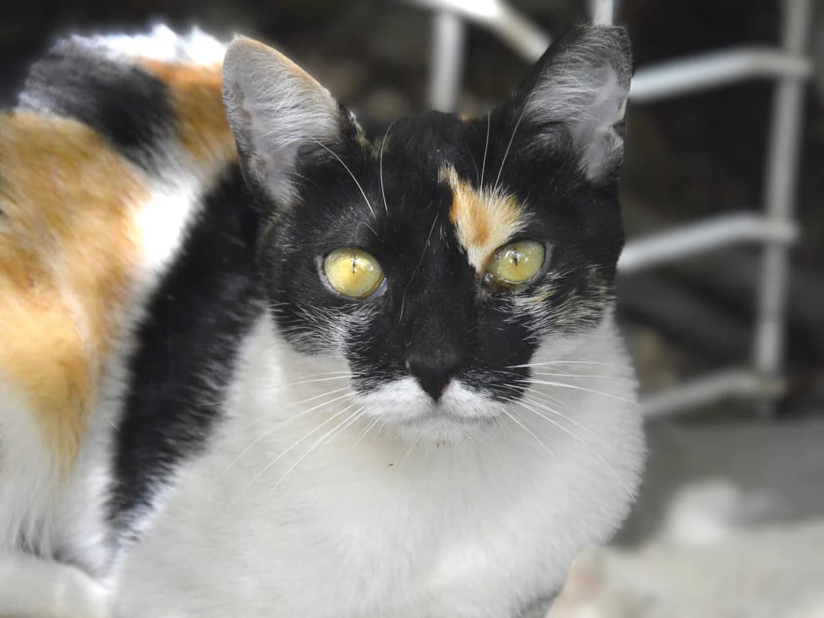 MARGA, female 4yo Mixed Breed for adoption at ACUNR - Animales Con Un Nuevo Rumbo