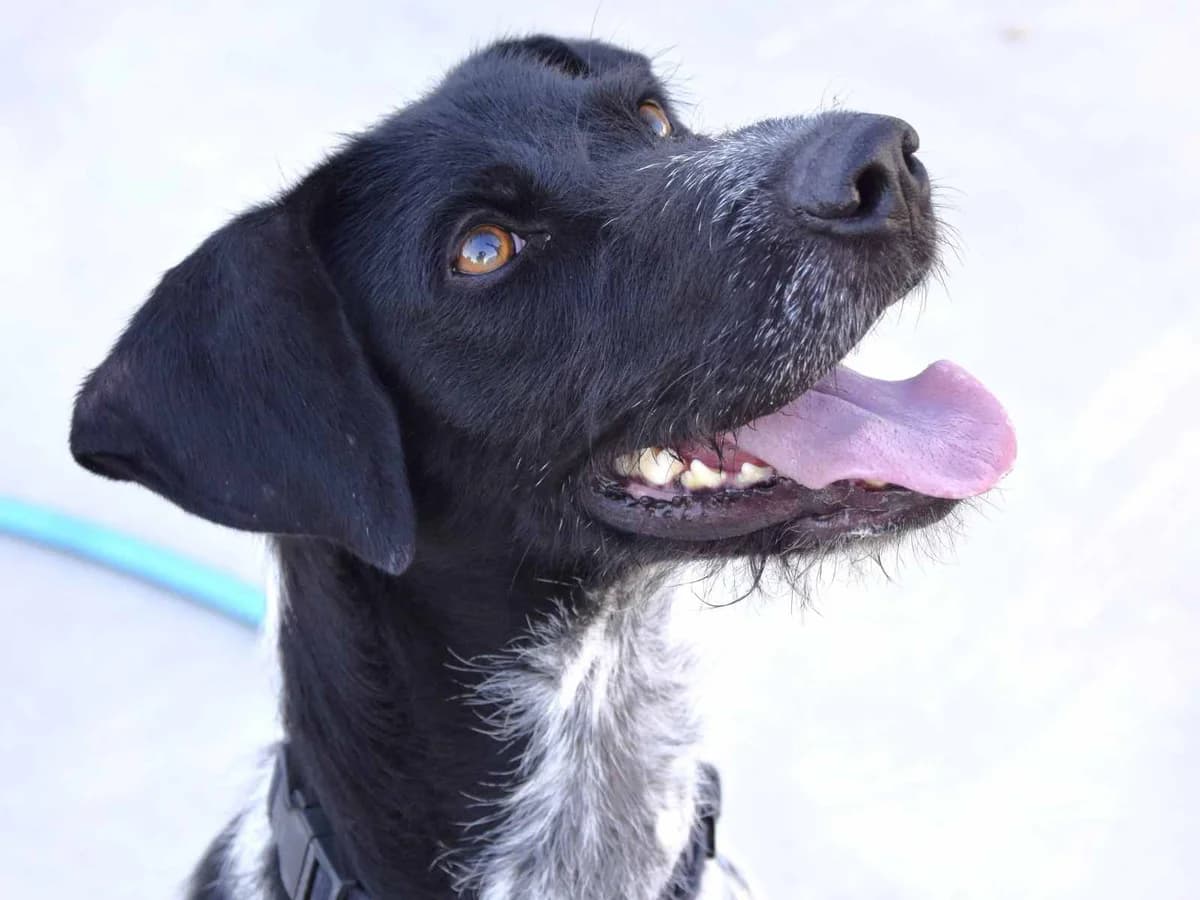 TAKARA, female young mixed breed for adoption at ACUNR - Animales Con Un Nuevo Rumbo