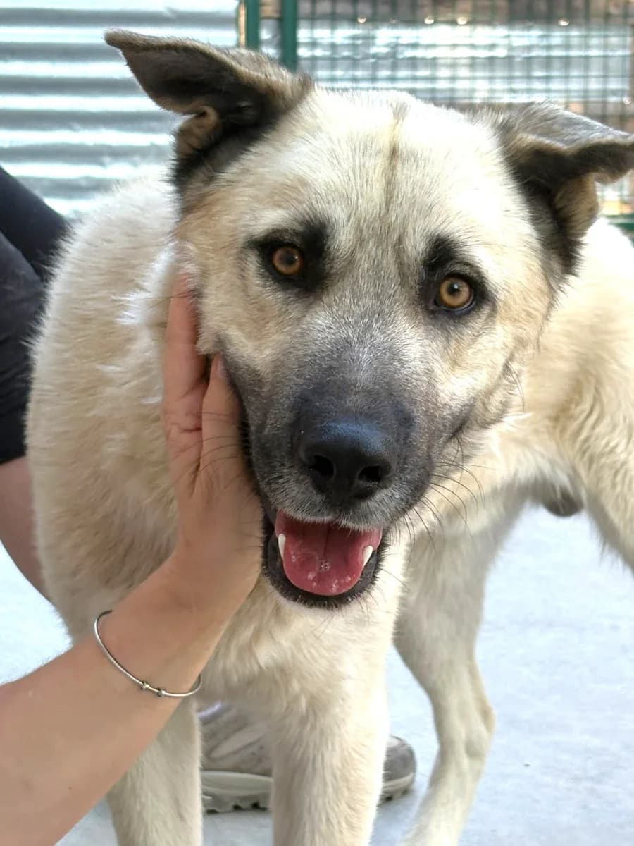 BRUNO, male young Mixed Breed for adoption at ACUNR - Animales Con Un Nuevo Rumbo