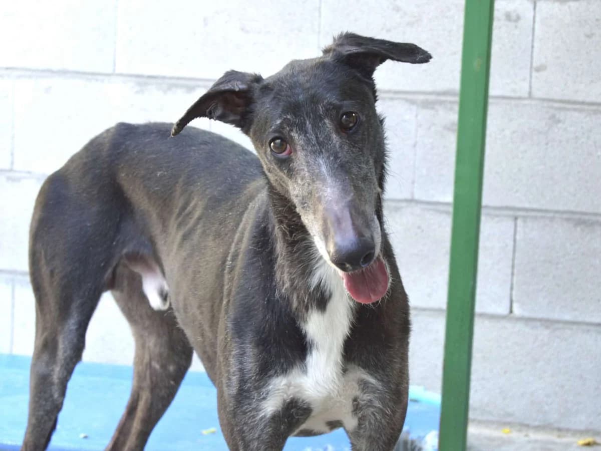 MIRÓ, male 3yo Galgo Español for adoption at ACUNR - Animales Con Un Nuevo Rumbo