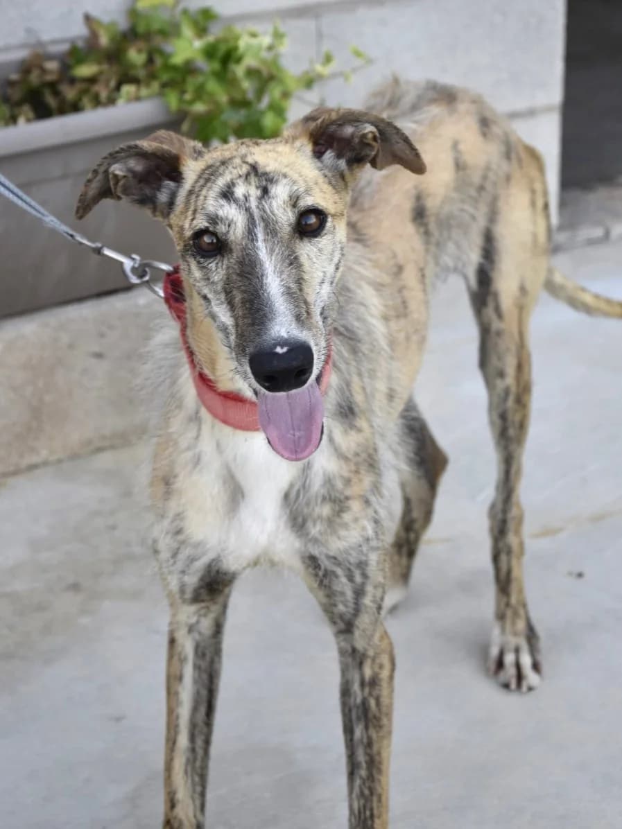 VIENTO, male young Galgo Español for adoption at ACUNR - Animales Con Un Nuevo Rumbo