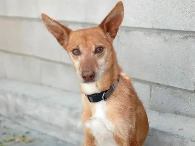 COY, male 3yo Podenco for adoption at ACUNR - Animales Con Un Nuevo Rumbo