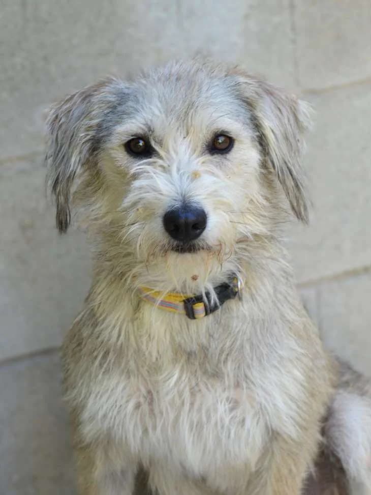ANGELA, female young Mixed Breed for adoption at ACUNR - Animales Con Un Nuevo Rumbo