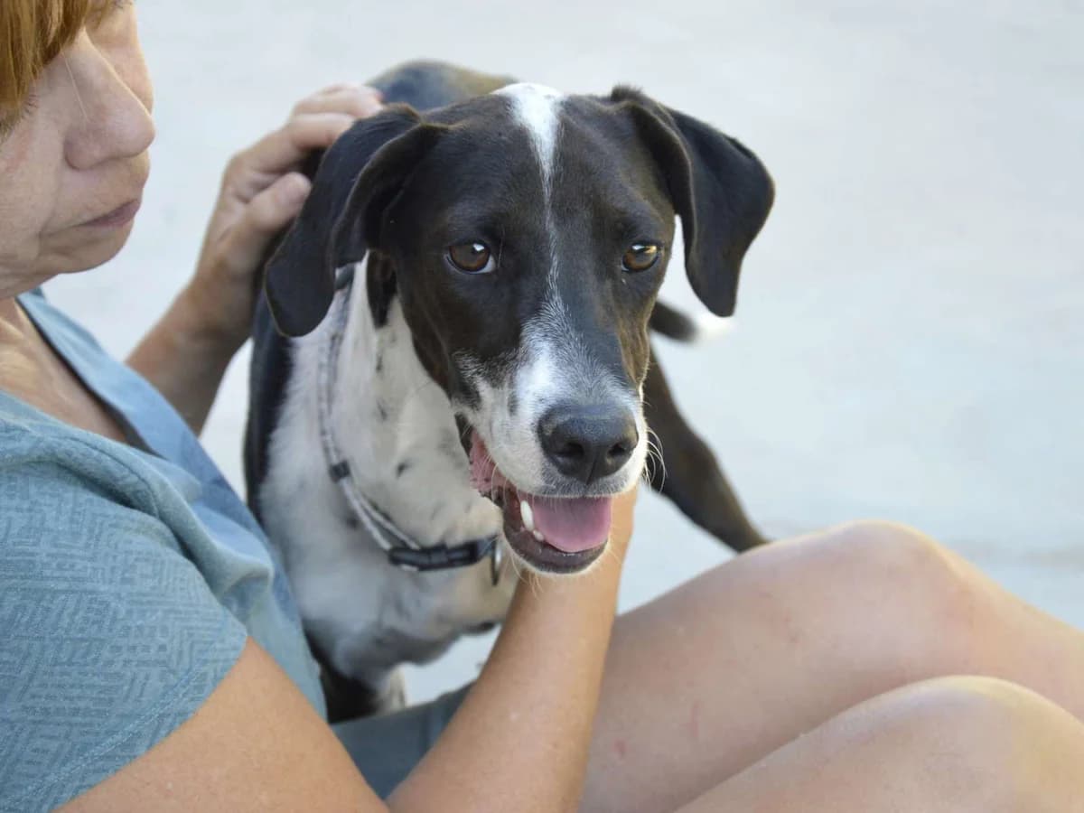 KEF, male puppy Mixed Breed for adoption at ACUNR - Animales Con Un Nuevo Rumbo