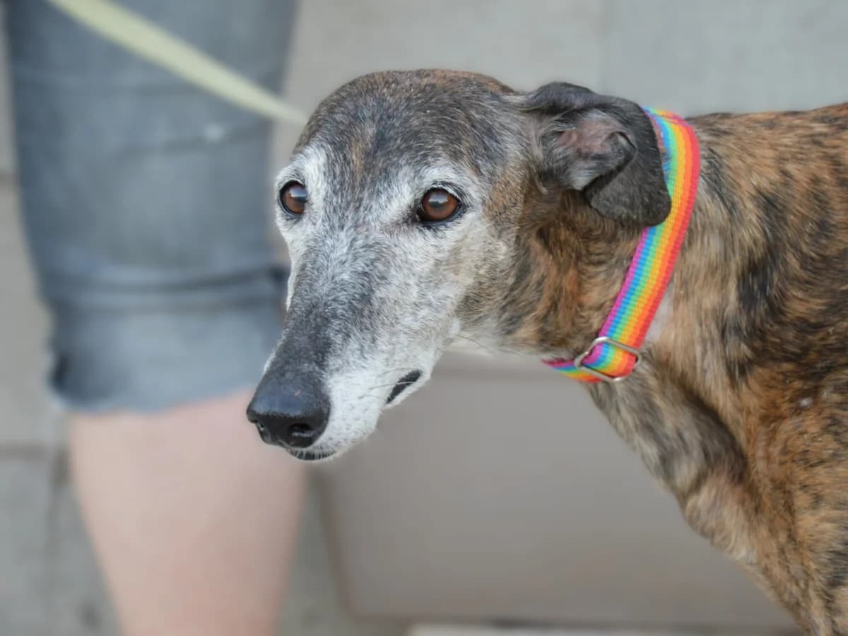 ELSA, female senior Galgo Español for adoption at ACUNR - Animales Con Un Nuevo Rumbo