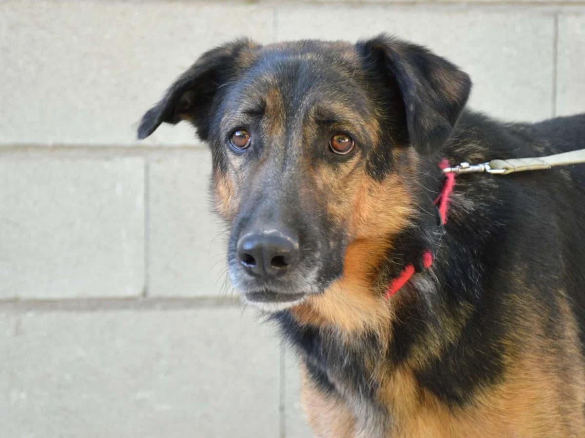 TERI, male 3yo Mixed Breed for adoption at ACUNR - Animales Con Un Nuevo Rumbo