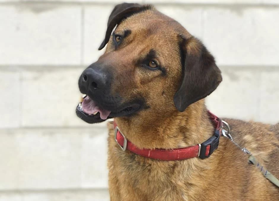 RUFO, male 4yo Mixed Breed for adoption at ACUNR - Animales Con Un Nuevo Rumbo