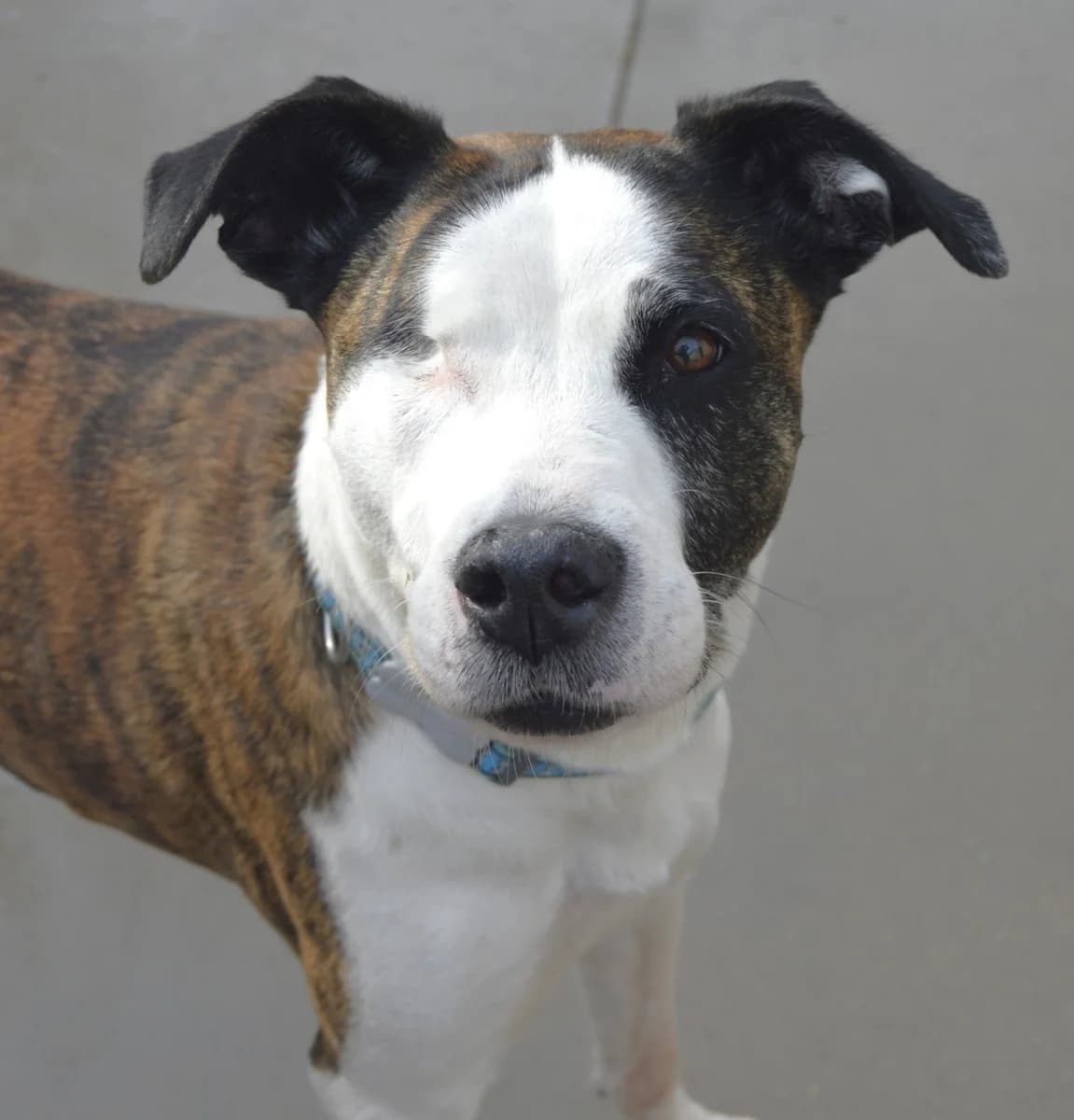 AISHA, female senior Mixed Breed for adoption at ACUNR - Animales Con Un Nuevo Rumbo