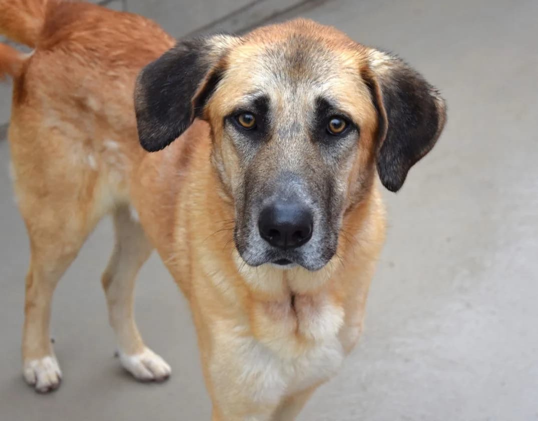 GUSTAVO, male 3yo Mixed Breed for adoption at ACUNR - Animales Con Un Nuevo Rumbo