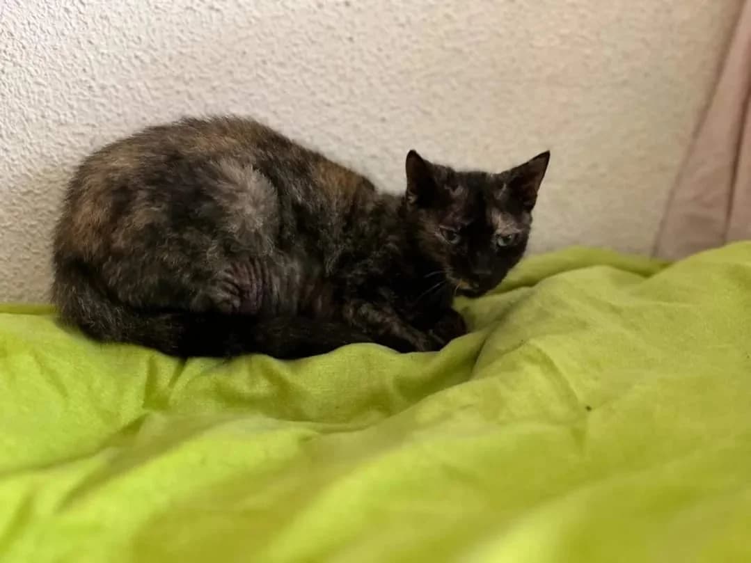 Musiné, Mixed Breed for adoption at ADAANA