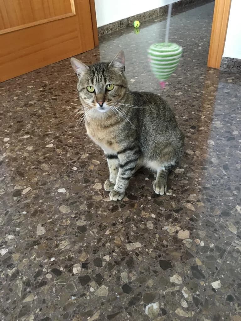 Polen, Mixed Breed for adoption at ADAANA