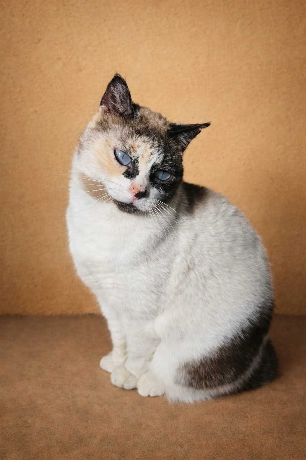 Pompeya, Mixed Breed for adoption at ADAANA