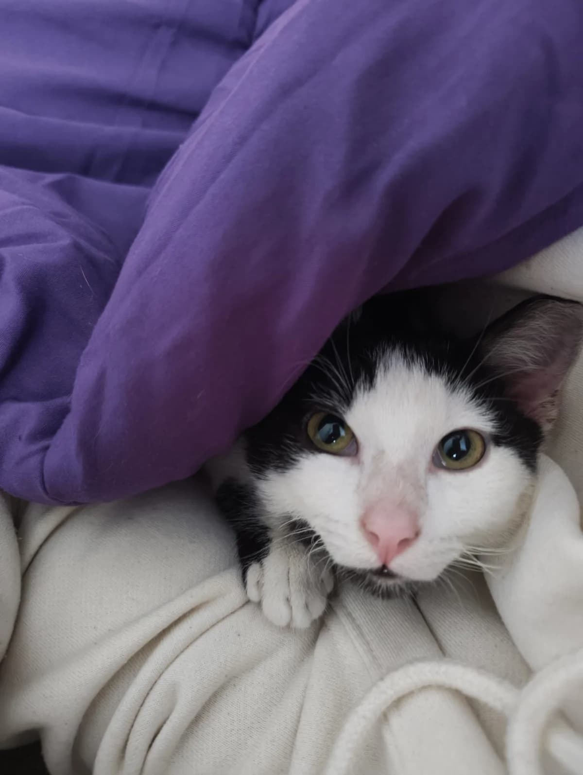 Robe, Mixed Breed for adoption at ADAANA