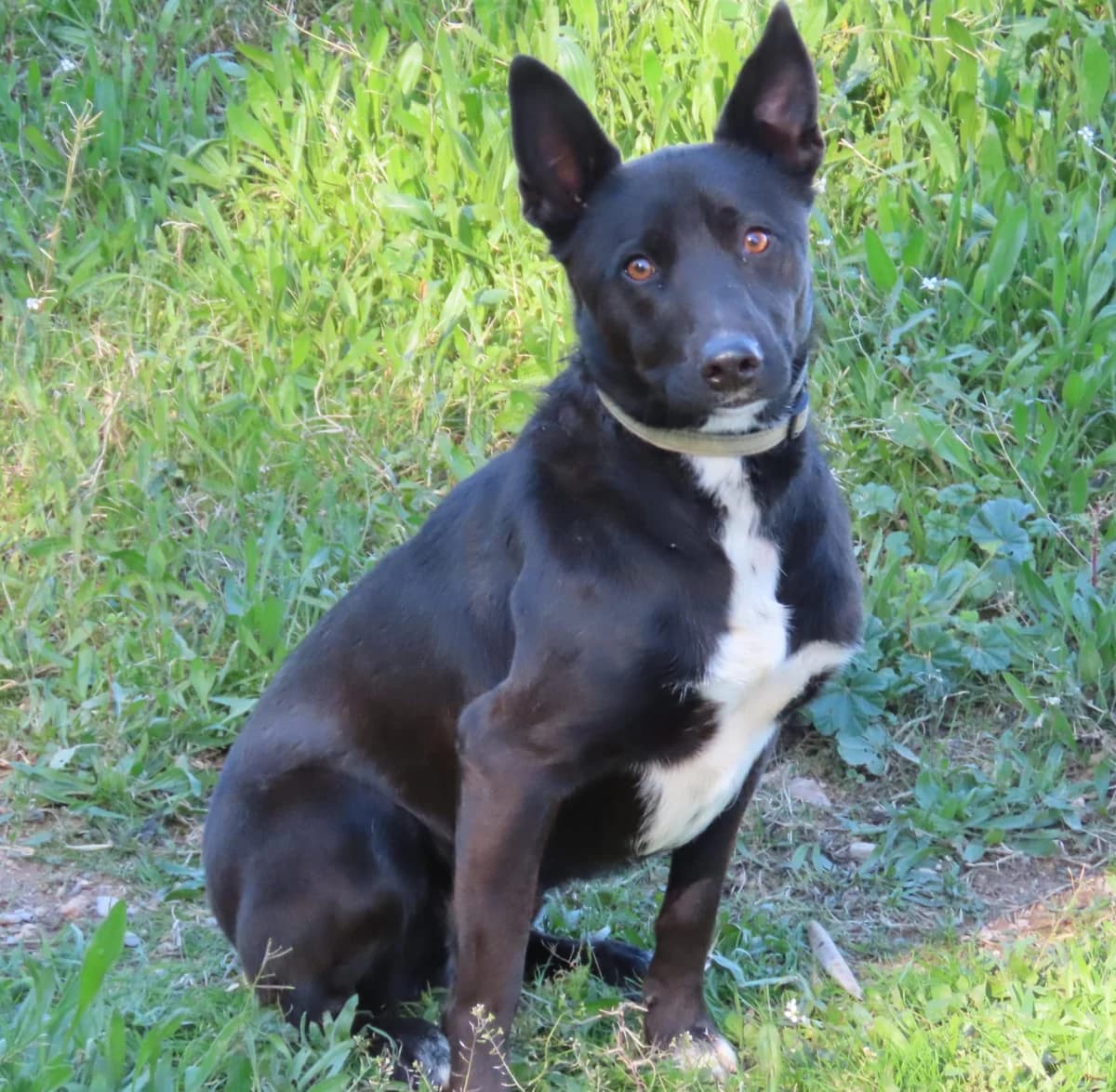 Max, Mixed Breed for adoption at ADAANA