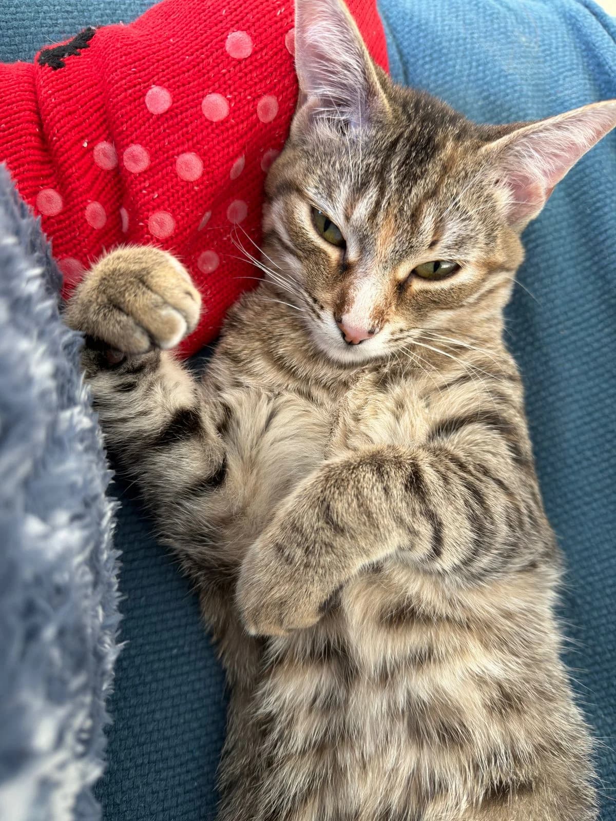 Plume, Mixed Breed for adoption at ADAANA
