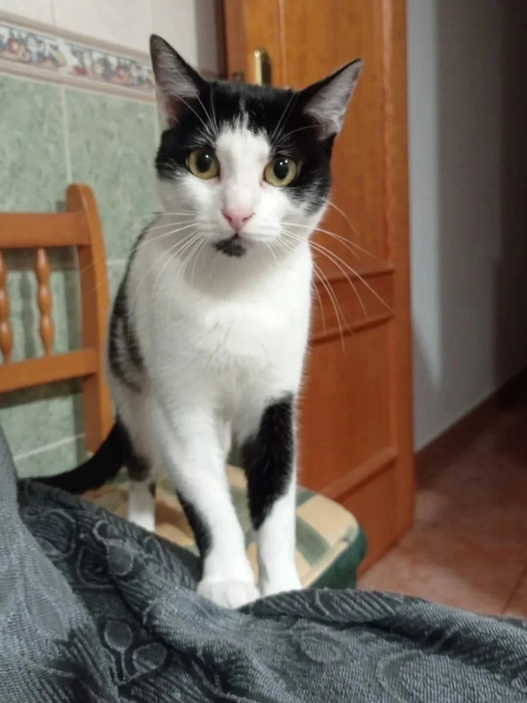 Urba, Mixed Breed for adoption at ADAANA