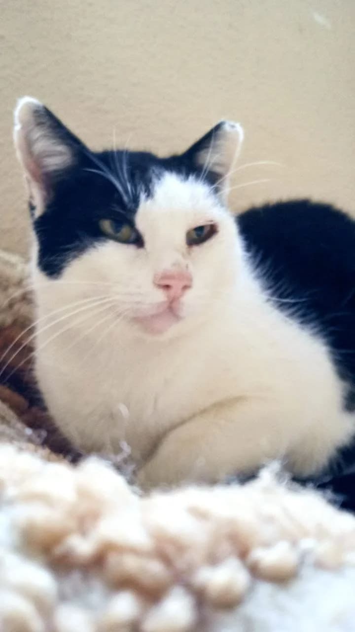 Vaquita, senior Mixed Breed for adoption at ADAANA
