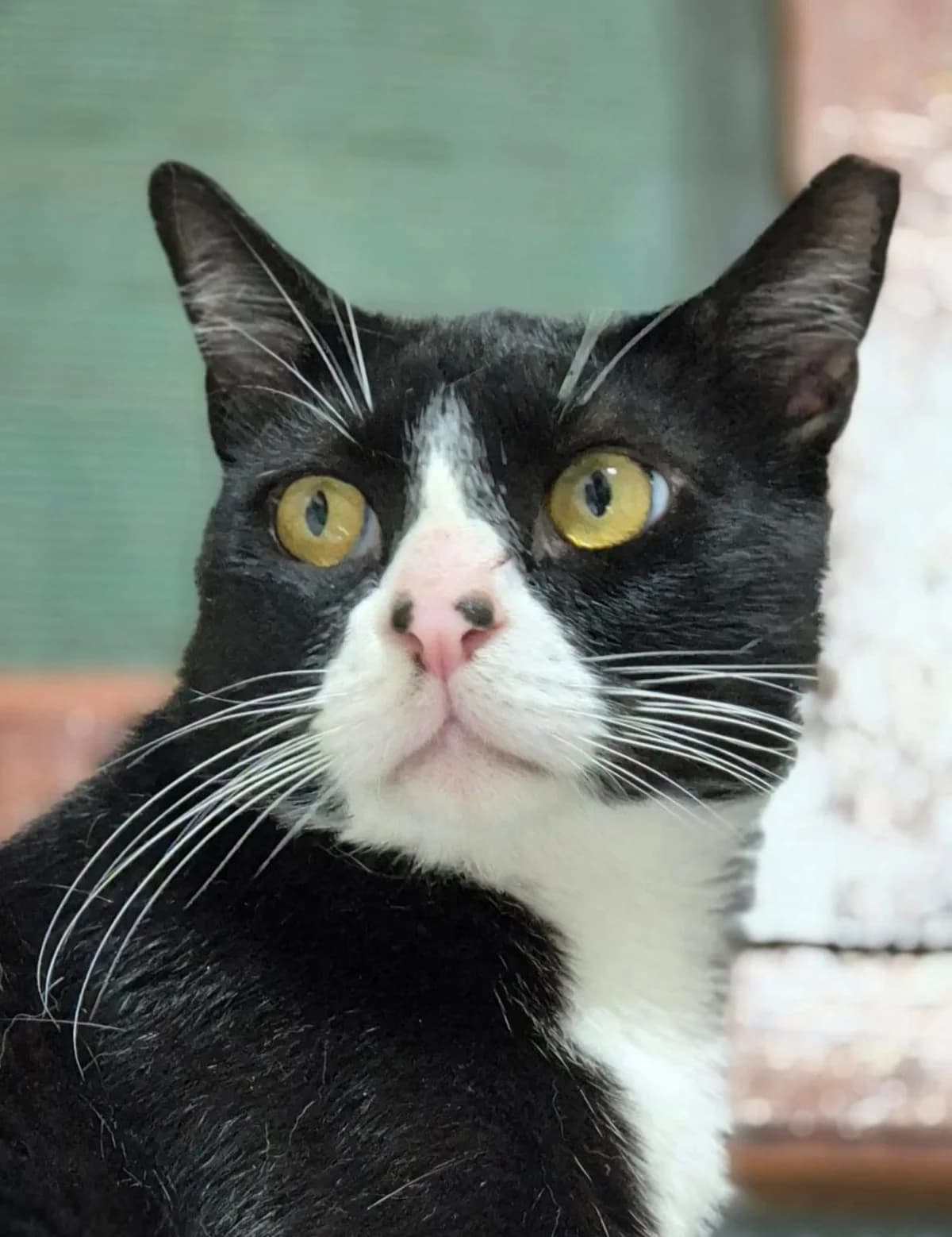 Resobón, Mixed Breed for adoption at ADAANA
