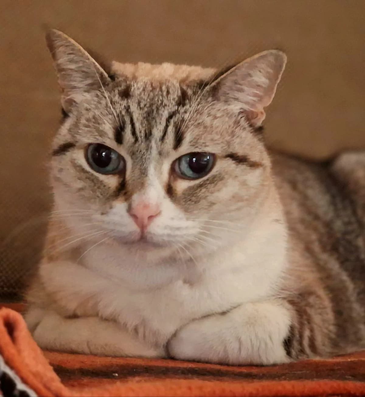 Amazona, Mixed Breed for adoption at ADAANA